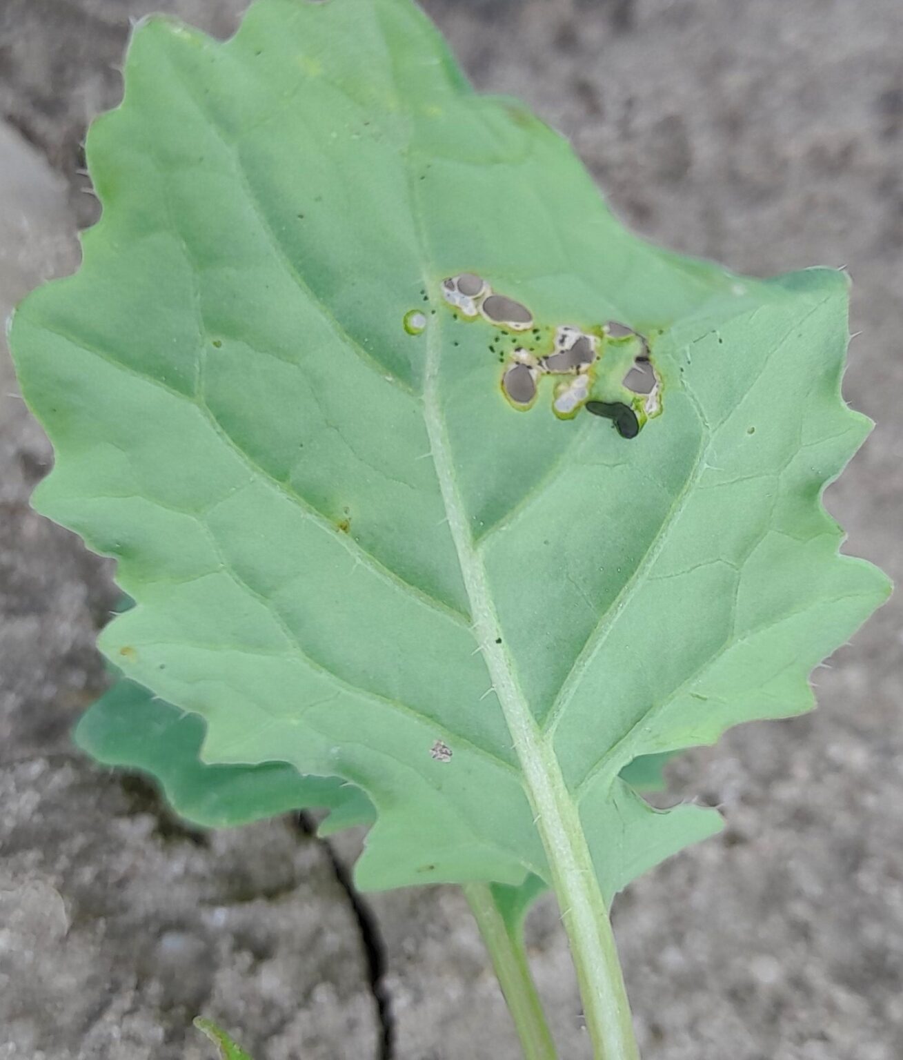 Szkodniki W Rzepaku Agrocentrum Sp Z O O